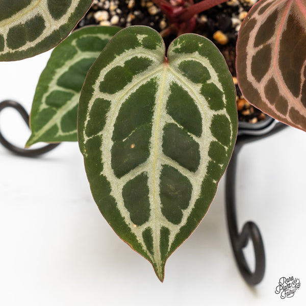 Anthurium Home, Sweet Home '32' x Dark & Handsome '9' by DocBlock® (wk51-F)