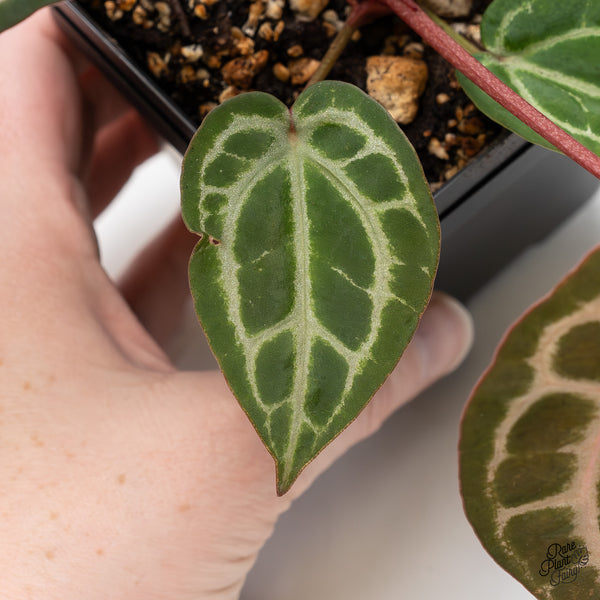 Anthurium Home, Sweet Home '32' x Dark & Handsome '9' by DocBlock® (wk51-U)