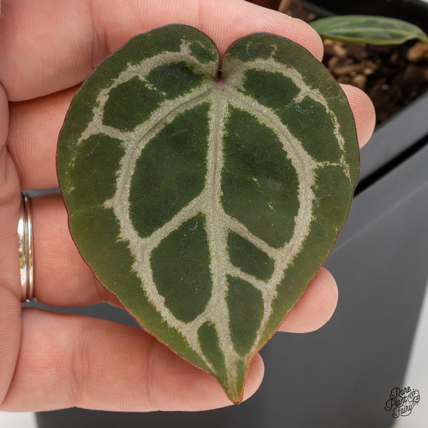 Anthurium Home, Sweet Home '32' x Dark & Handsome '9' by DocBlock® (wk52-J)