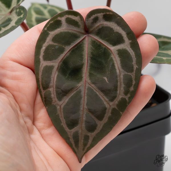 Anthurium Home, Sweet Home '32' x Dark & Handsome '9' by DocBlock® (wk52-J)