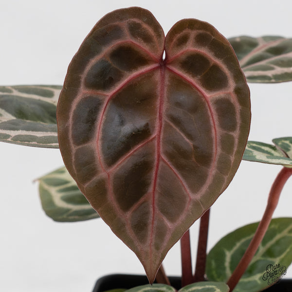 Anthurium Home, Sweet Home '32' x Dark & Handsome '9' by DocBlock® (wk52-J)