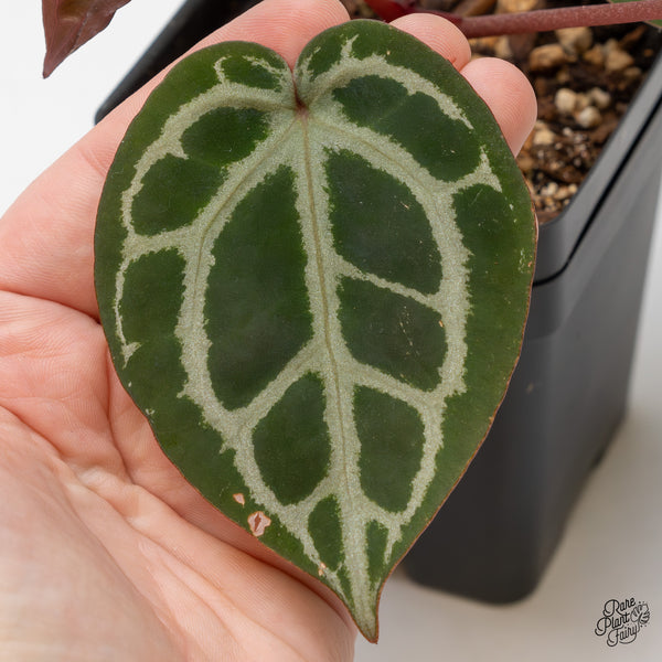 Anthurium Home, Sweet Home '32' x Dark & Handsome '9' by DocBlock® (wk52-N)