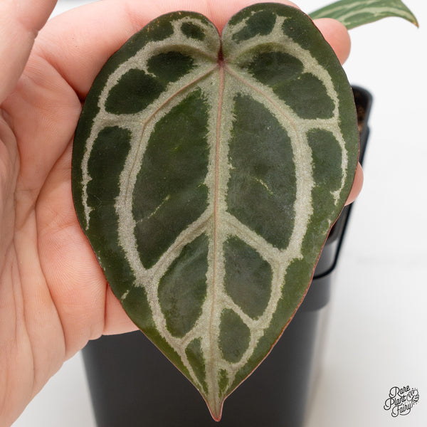 Anthurium Home, Sweet Home '32' x Dark & Handsome '9' by DocBlock® (wk52-N)