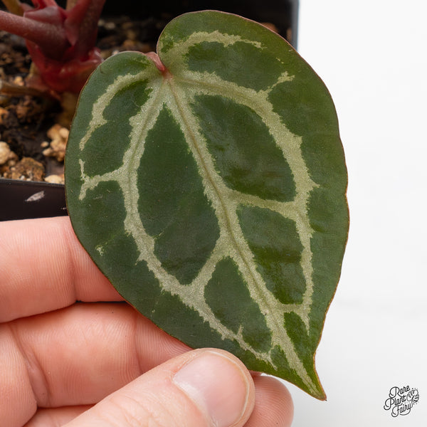 Anthurium Home, Sweet Home '32' x Dark & Handsome '9' by DocBlock® (wk52-N)