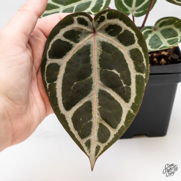 Anthurium Home, Sweet Home '32' x Dark & Handsome '9' by DocBlock® (wk52-N)