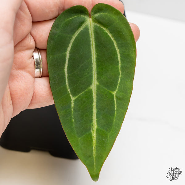 Anthurium Home, Sweet Home '32' x Dark & Handsome '9' by DocBlock® (wk52-U)