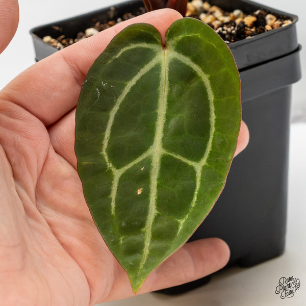 Anthurium Home, Sweet Home '32' x Dark & Handsome '9' by DocBlock® (wk52-U)