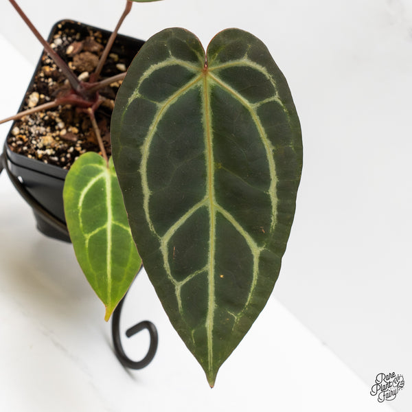 Anthurium Home, Sweet Home '32' x Dark & Handsome '9' by DocBlock® (wk1-Z)