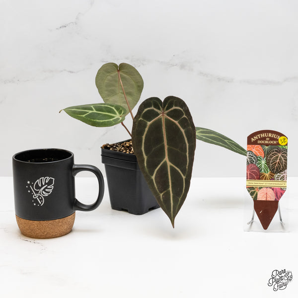 Anthurium Home, Sweet Home '32' x Dark & Handsome '9' by DocBlock® (wk1-Z)