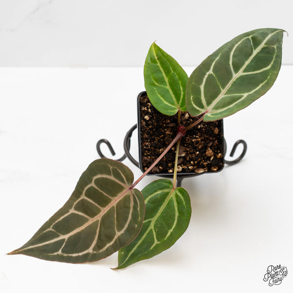 Anthurium Home, Sweet Home '32' x Dark & Handsome '9' by DocBlock® (wk3-J)