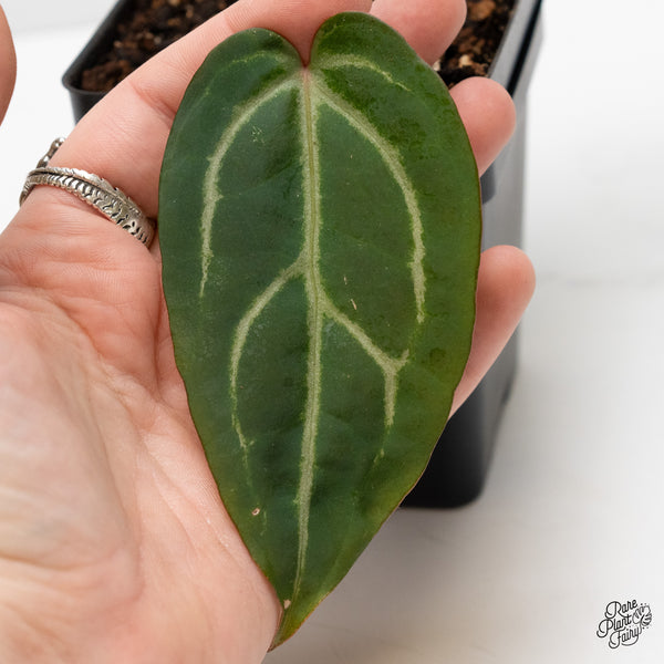 Anthurium Home, Sweet Home '32' x Dark & Handsome '9' by DocBlock® (wk3-J)