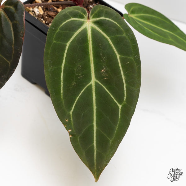 Anthurium Home, Sweet Home '32' x Dark & Handsome '9' by DocBlock® (wk3-O)