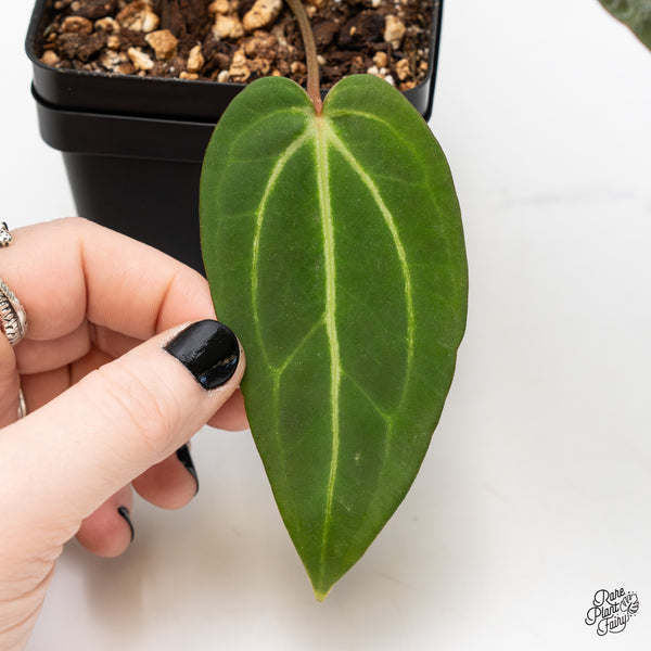 Anthurium Home, Sweet Home '32' x Dark & Handsome '9' by DocBlock® (wk3-O)