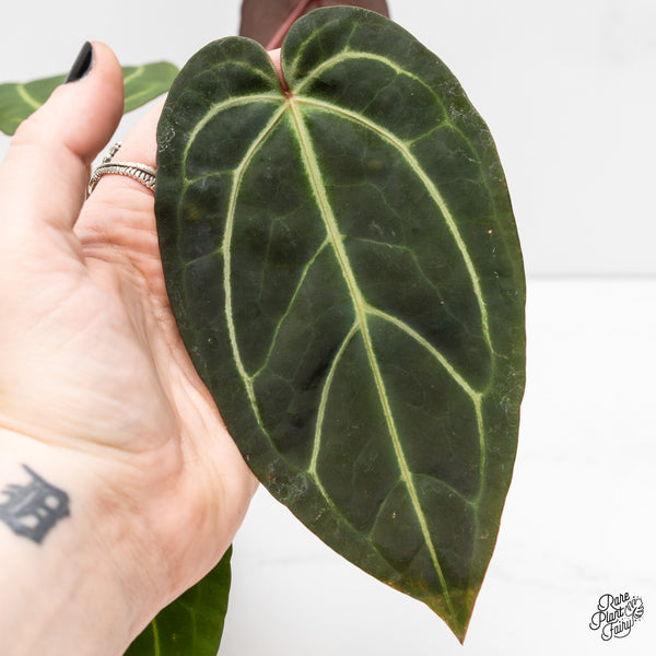 Anthurium Home, Sweet Home '32' x Dark & Handsome '9' by DocBlock® (wk3-O)
