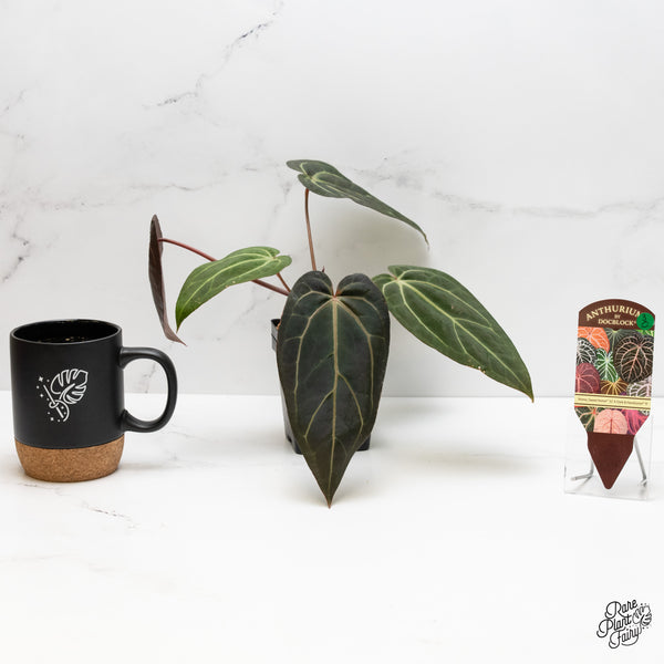 Anthurium Home, Sweet Home '32' x Dark & Handsome '9' by DocBlock® (wk3-O)