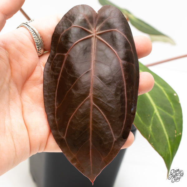 Anthurium Home, Sweet Home '32' x Dark & Handsome '9' by DocBlock® (wk3-O)