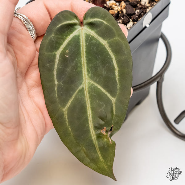 Anthurium Home, Sweet Home '32' x Dark & Handsome '9' by DocBlock® (wk4-E)