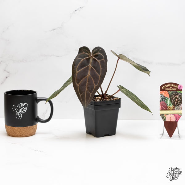 Anthurium Home, Sweet Home '32' x Dark & Handsome '9' by DocBlock® (wk4-E)