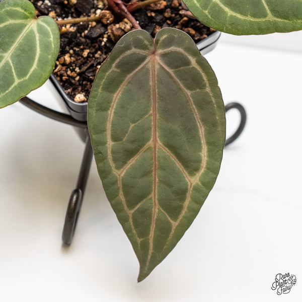 Anthurium Home, Sweet Home '32' x Dark & Handsome '9' by DocBlock® (wk4-R)