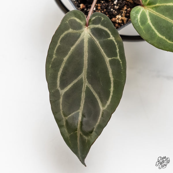 Anthurium Home, Sweet Home '32' x Dark & Handsome '9' by DocBlock® (wk4-R)