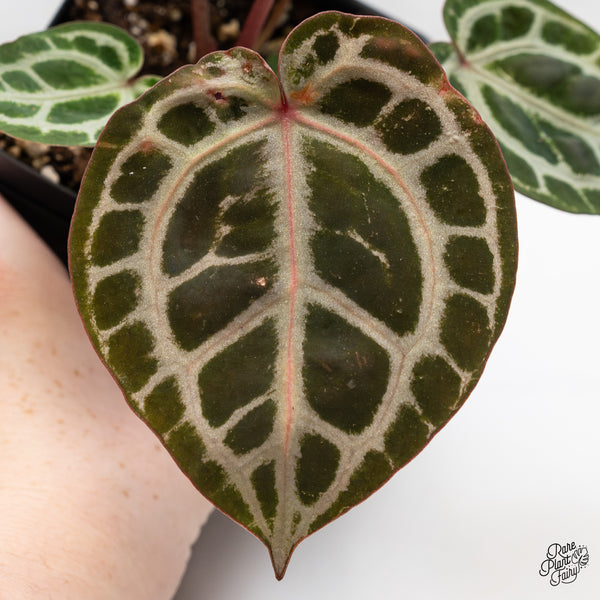 Anthurium Home, Sweet Home '32' x Zara '14' by DocBlock® (wk50-C)