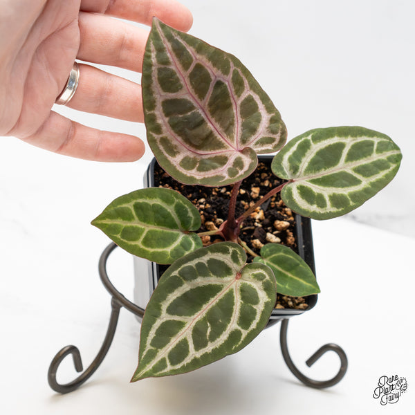 Anthurium Home, Sweet Home '32' x Zara '14' by DocBlock® (wk51-N)