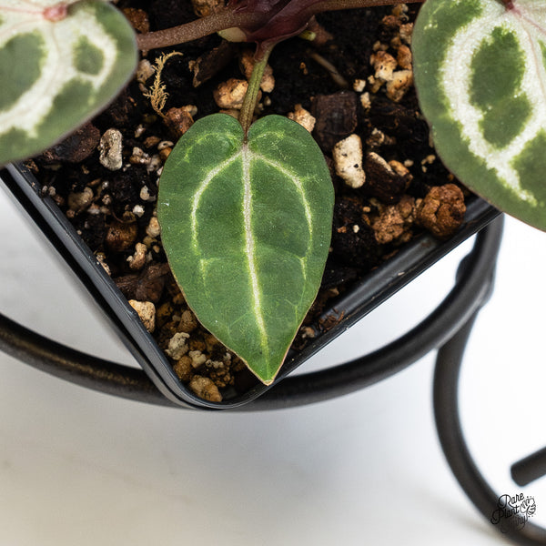 Anthurium Home, Sweet Home '32' x Zara '14' by DocBlock® (wk51-N)