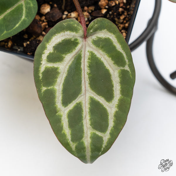 Anthurium Home, Sweet Home '32' x Zara '14' by DocBlock® (wk51-N)