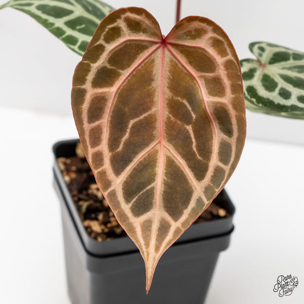 Anthurium Home, Sweet Home '32' x Zara '14' by DocBlock® (wk4-V)