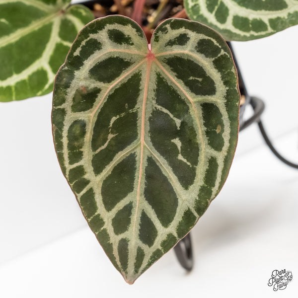 Anthurium Home, Sweet Home '32' x Zara '14' by DocBlock® (wk4-V)