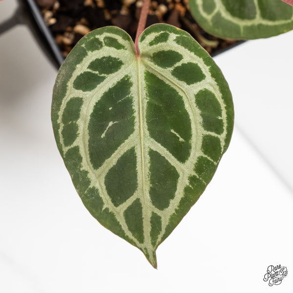 Anthurium Home, Sweet Home '32' x Zara '14' by DocBlock® (wk4-V)