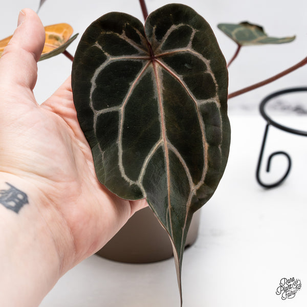 Variegated Anthurium Home, Sweet Home '32' x Red Velvet Cake '24' by DocBlock® (wk43-AB) *Vibrant Emergent*