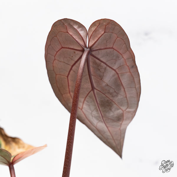 Variegated Anthurium Home, Sweet Home '32' x Red Velvet Cake '24' by DocBlock® (wk43-AB) *Vibrant Emergent*