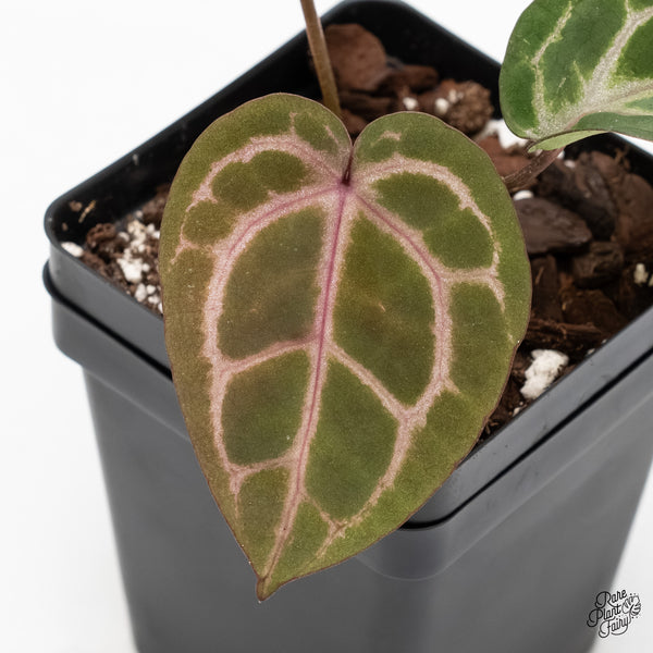 Anthurium Home, Sweet Home '32' x Red Velvet Cake '24' x by DocBlock® (wk4-K)