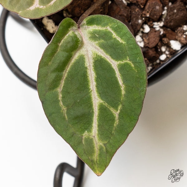 Anthurium Home, Sweet Home '32' x Red Velvet Cake '24' x by DocBlock® (wk4-K)