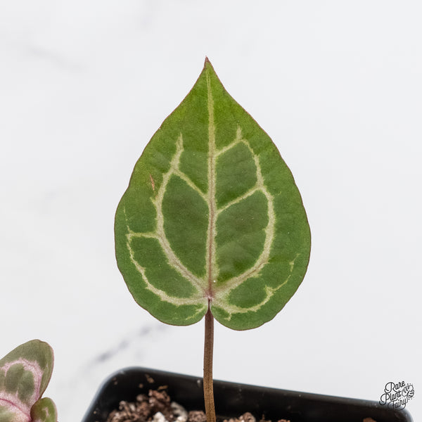 Anthurium Home, Sweet Home '32' x Red Velvet Cake '24' x by DocBlock® (wk4-K)