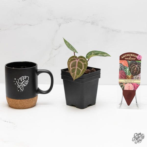 Anthurium Home, Sweet Home '32' x Red Velvet Cake '24' x by DocBlock® (wk4-K)