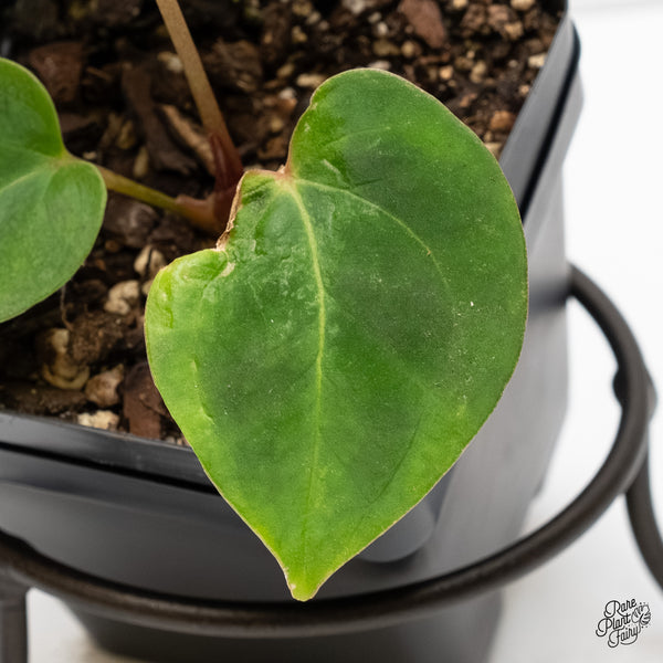 Anthurium 'King of Spades' x Carlablackiae (wk3-A)