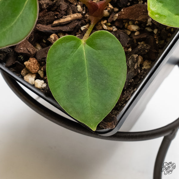 Anthurium 'King of Spades' x Carlablackiae (wk3-A)