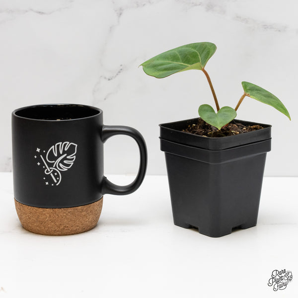 Anthurium 'King of Spades' x Carlablackiae (wk3-A)