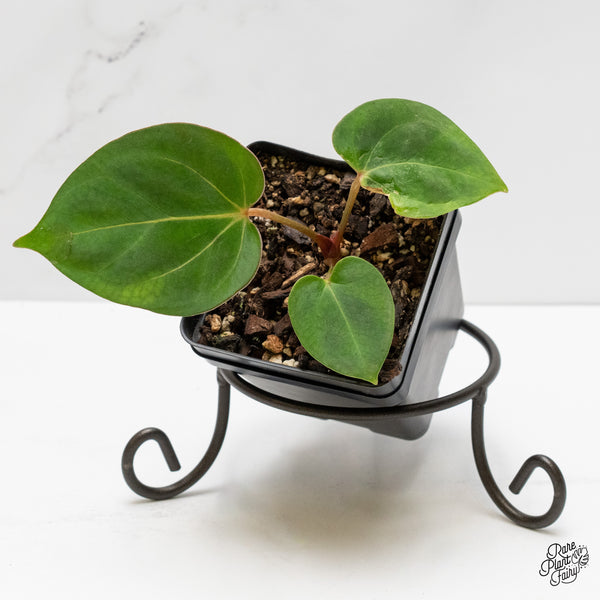 Anthurium 'King of Spades' x Carlablackiae (wk3-A)