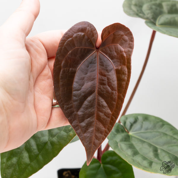 Anthurium 'Luxurians' x ('Zara' x 'Michelle') by DocBlock® (wk52-D)