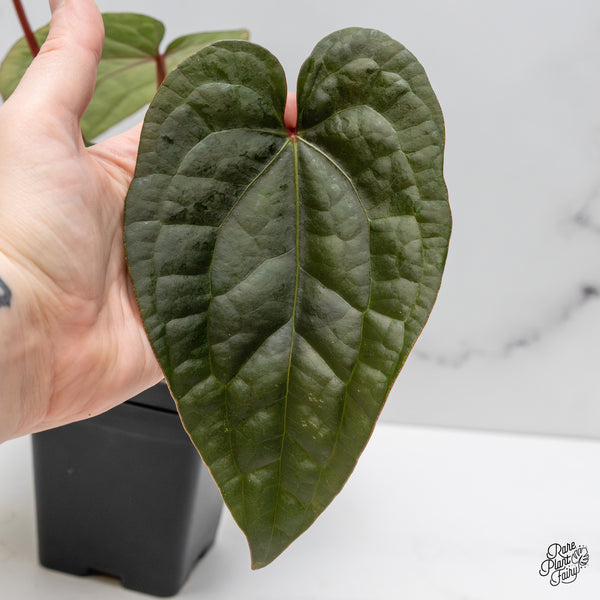 Anthurium 'Luxurians' x ('Zara' x 'Michelle') by DocBlock® (wk52-D)