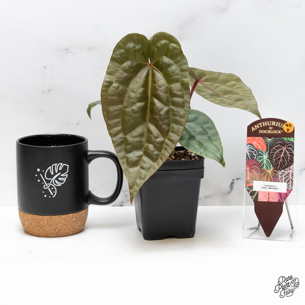 Anthurium 'Luxurians' x 'Zara' x 'Michelle' by DocBlock® (wk42-K)