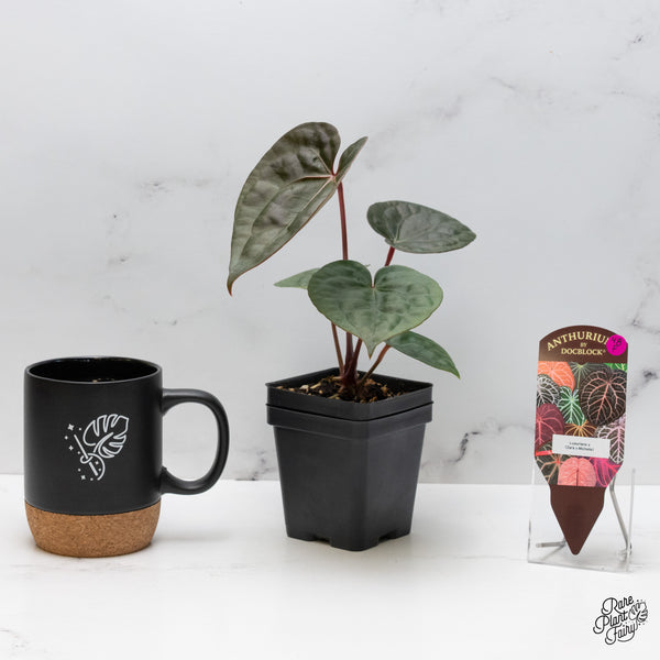 Anthurium 'Luxurians' x ('Zara' x 'Michelle') by DocBlock® (wk48-F)