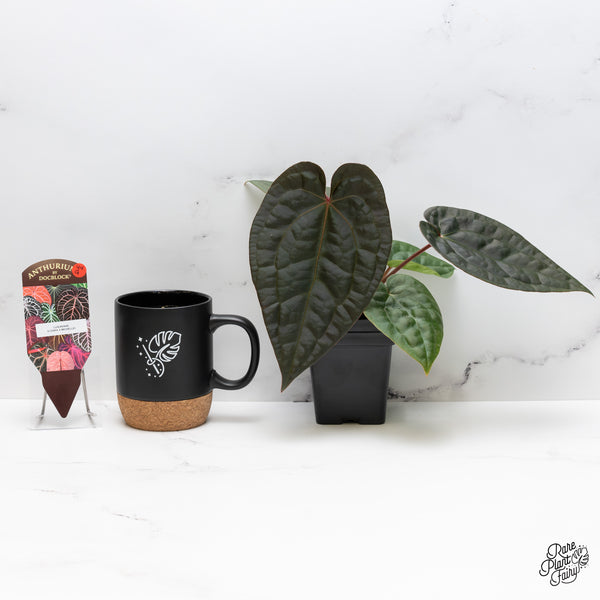 Anthurium 'Luxurians' X ('Zara' x 'Michelle') by DocBlock® (wk44-G)