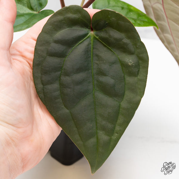 Anthurium 'Luxurians' X ('Zara' x 'Michelle') by DocBlock® (wk44-G)