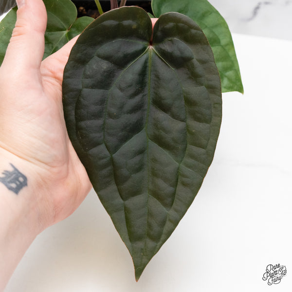 Anthurium 'Luxurians' X ('Zara' x 'Michelle') by DocBlock® (wk44-G)