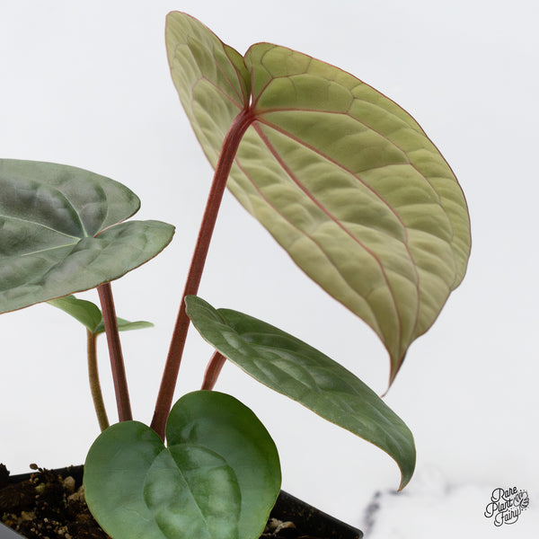 Anthurium 'Luxurians' x ('Zara' x 'Michelle') by DocBlock® (wk46-I)