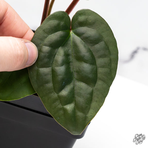 Anthurium 'Luxurians' x ('Zara' x 'Michelle') by DocBlock® (wk46-I)